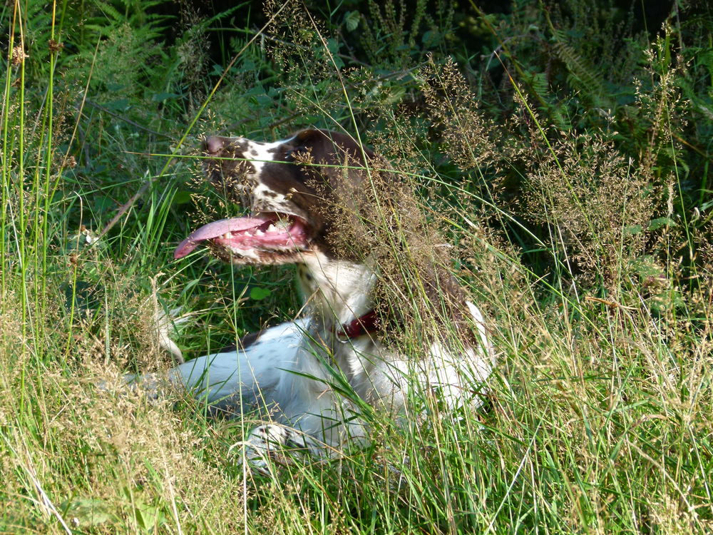 English Springer Spaniel 400 70200 Lure