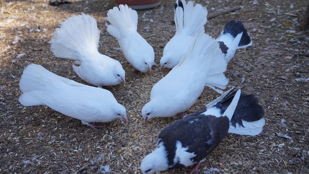 Pigeons paon blanc 10 83560 Saint-julien