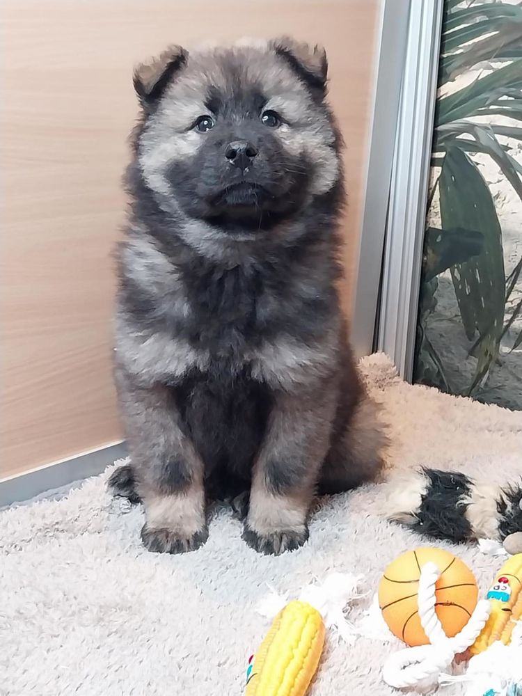 Chiots eurasier males et femelles 850 76270 Neuville-ferri�res