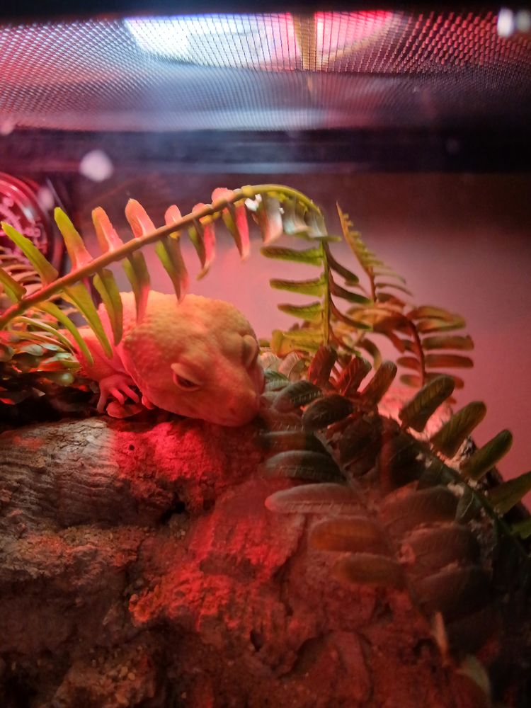 Gecko l&eacute;opard m&acirc;le ? bonne sant&eacute; 150 64990 Urcuit