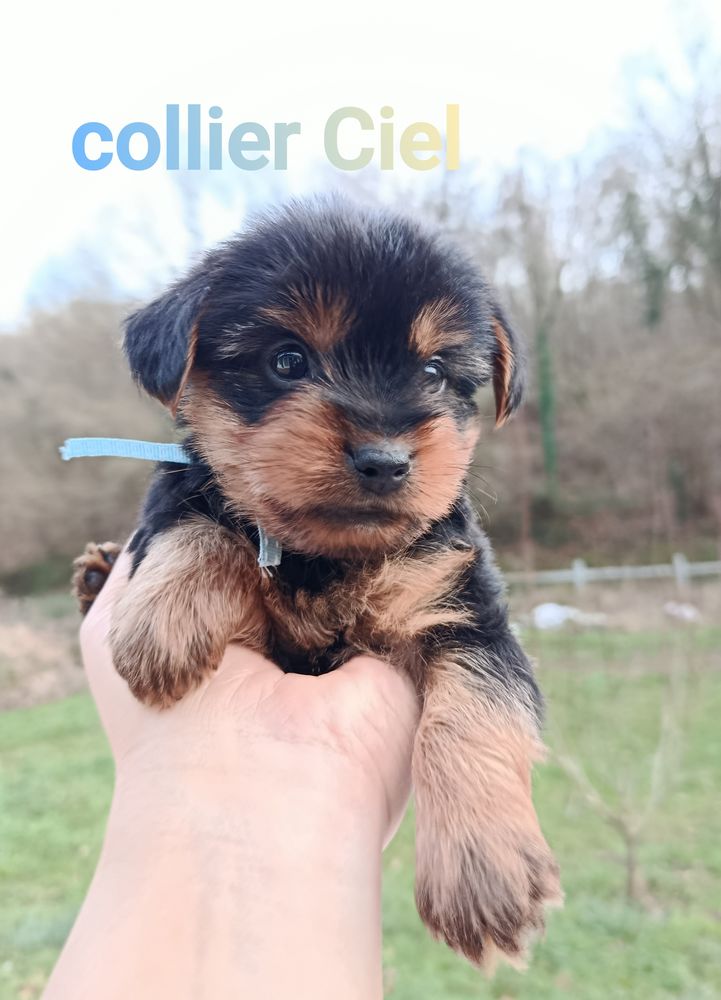Chiots Yorkshire Terriers 1000 28130 Pierres