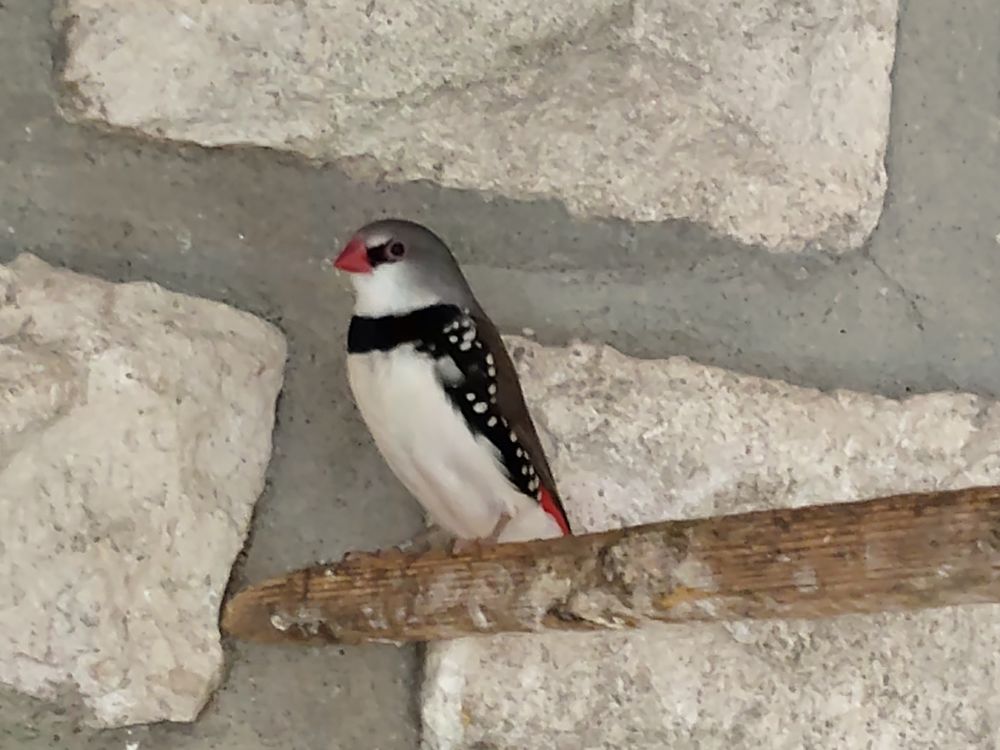 Oiseau 40 46400 Saint-c�r�