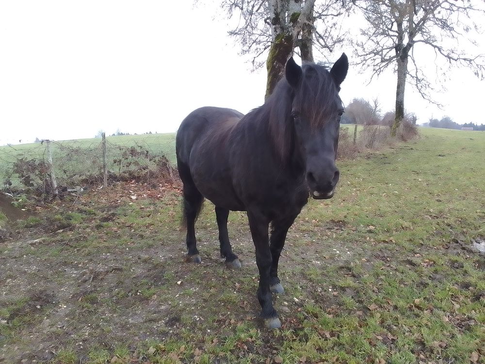 jument de compagnie 1 25120 Cernay-l'�glise