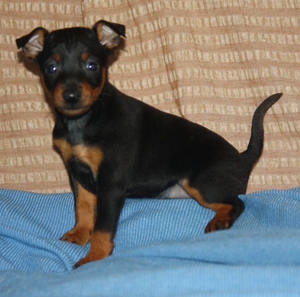 chiots femelle pinscher nain inscrite au lof 1000 65130 Capvern