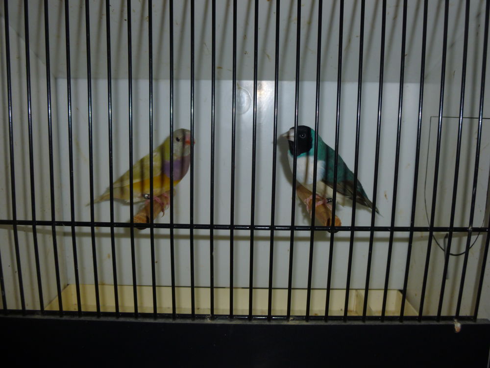 Diamants de gould 80 62250 Marquise