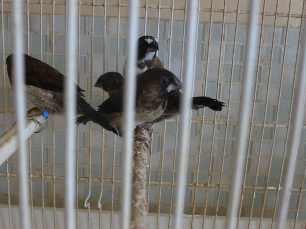 Moineaux du japon 5 62250 Marquise