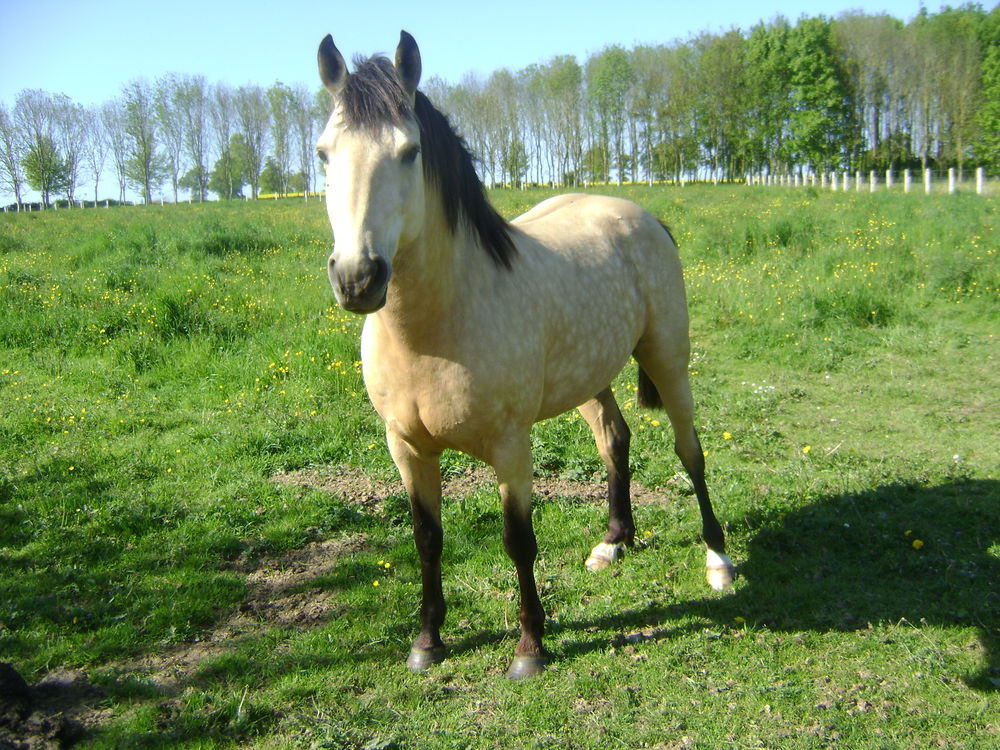 Propose &eacute;talon pour saillir en libert&eacute; 160 14210 Grainville-sur-odon