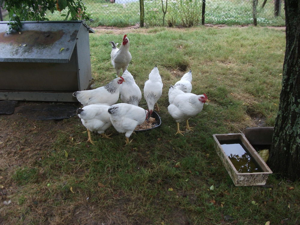 Oeufs f&eacute;cond&eacute;s de Sussex Blanche Hermin&eacute;e &agrave; pattes blanches 9 44590 Derval