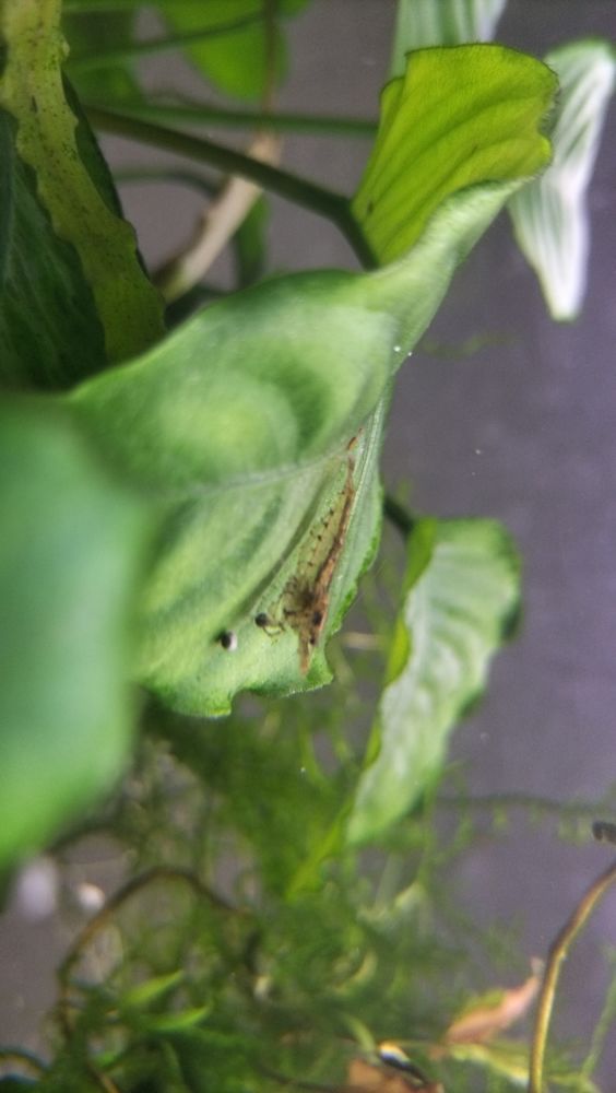 Crevettes d'aquarium en lot 5 44320 Saint-p�re-en-retz