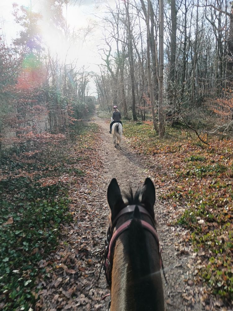 Balade &agrave; cheval 0 78600 Maisons-laffitte