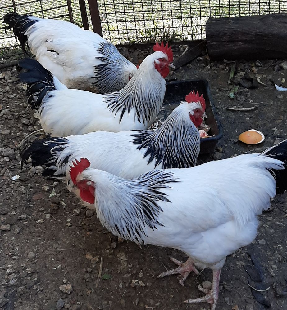 Coqs race Sussex 15 34150 La boissi�re