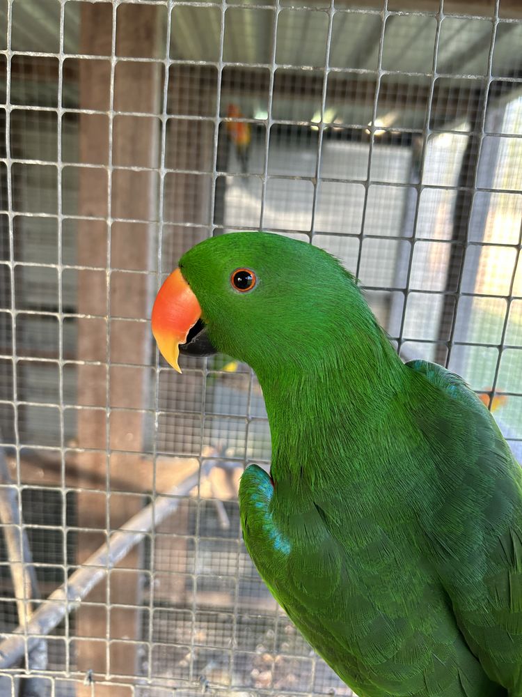 Eclectus 650 35500 Erbr�e