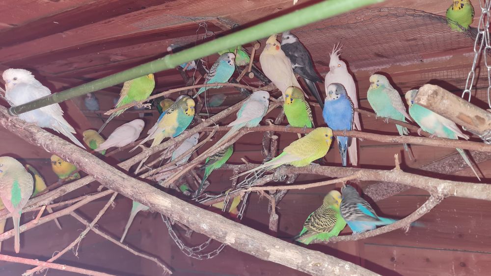 perruches ondul&eacute;s 20 34450 Vias