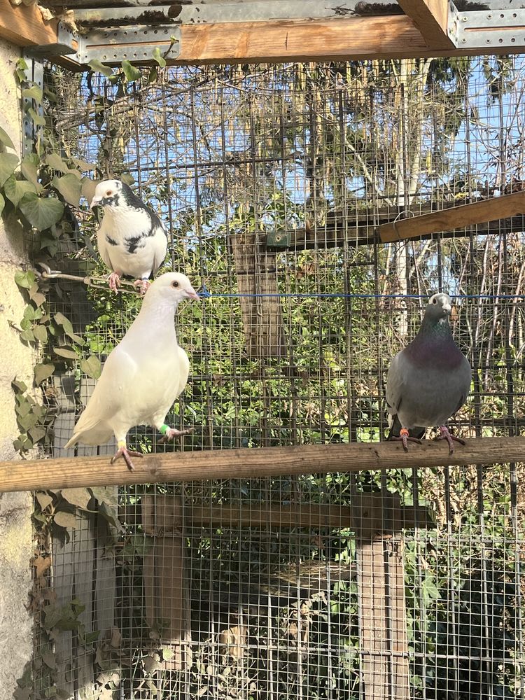 Pigeons 10 59390 Lys-lez-lannoy