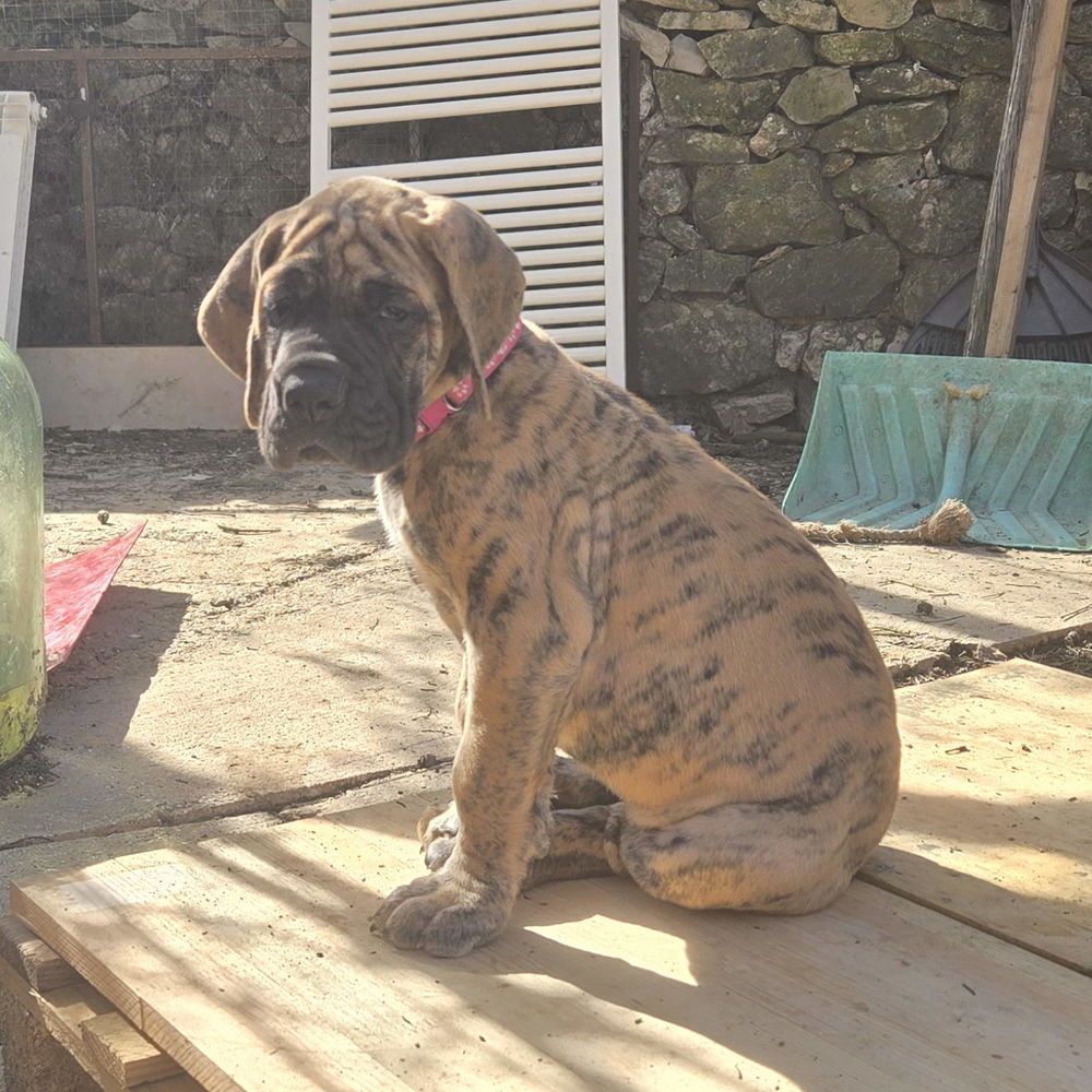 Chiots dogue allemand 900 83136 N�oules