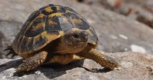 Recherche Tortue de terre 0 77310 Saint-fargeau-ponthierry