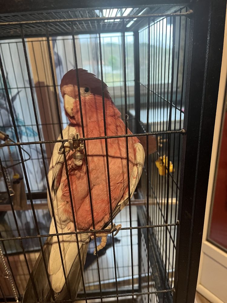 Cacato&egrave;s Rosalbin 1000 40320 Geaune