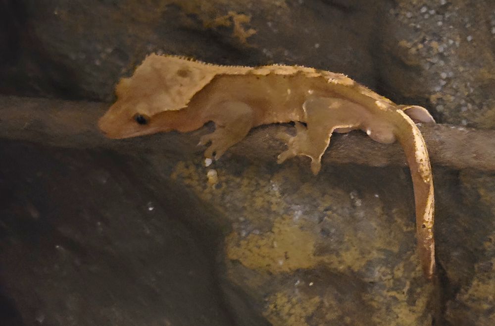 Trio de Gecko &agrave; cr&ecirc;te 125 77440 Congis-sur-th�rouanne