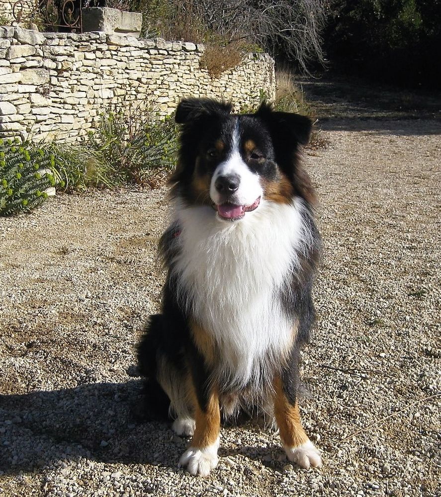 saillie berger australien 0 84490 Saint-saturnin-l�s-apt