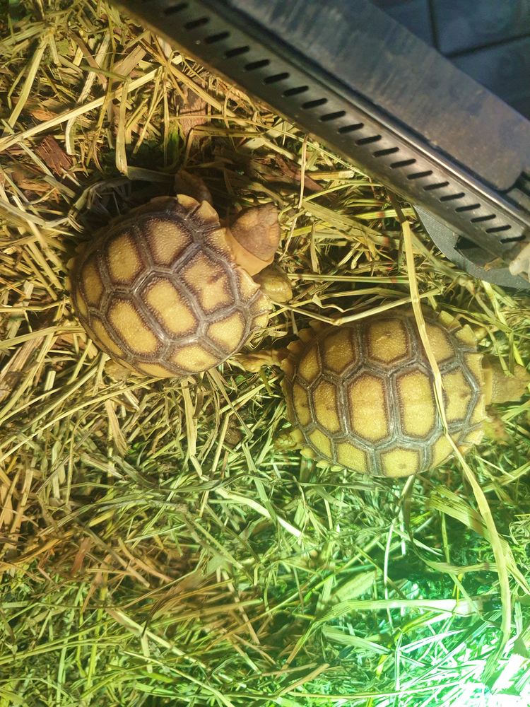 Sulcata 10 mois 140 34450 Vias