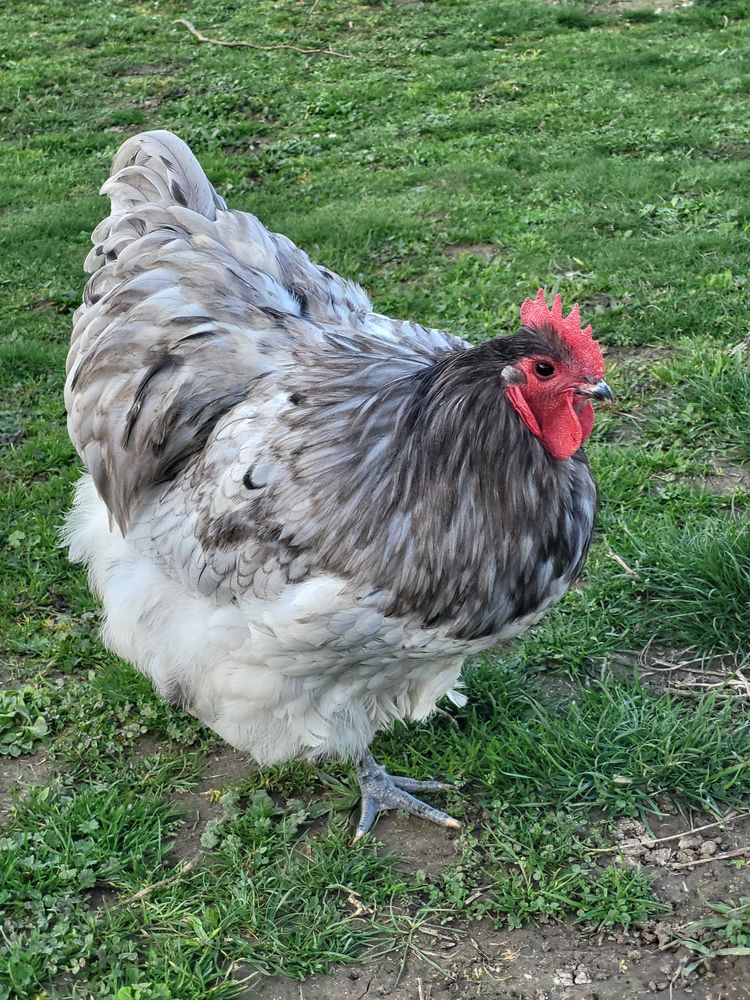 Coqs Orpington GR 15 21130 Auxonne