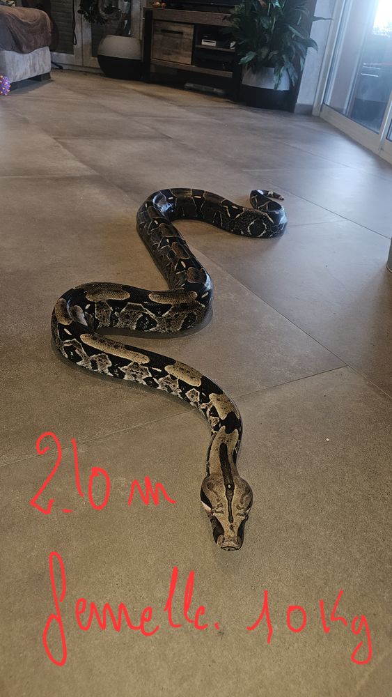Boas Constrictor constrictor, 500 83600 Les adrets-de-l'est�rel