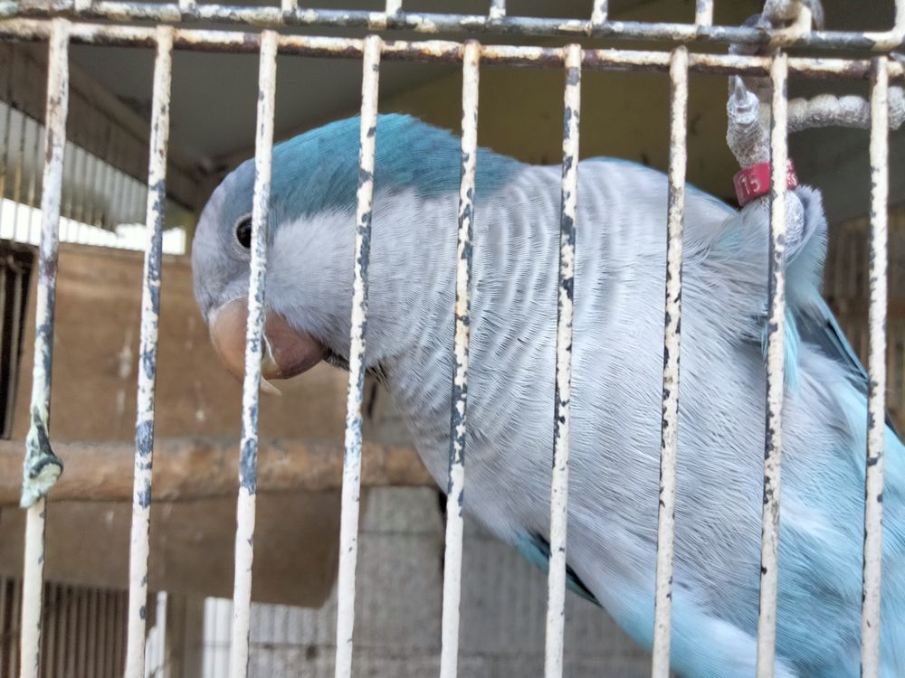 Couple perruche souris 150 07200 Aubenas