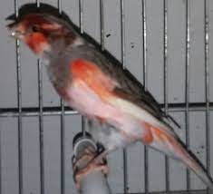 Un couple de CANARIS ARLEQUIN PORTUGAIS HUPPE 0 76240 Bonsecours