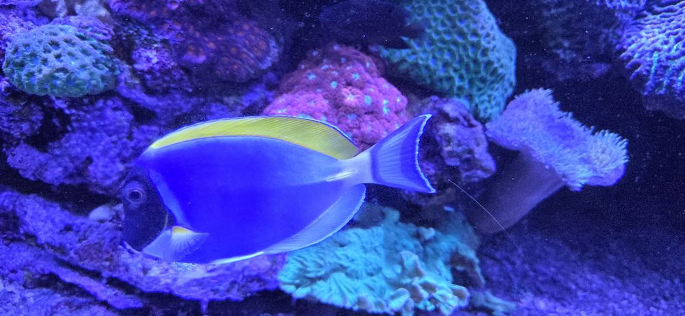 Poisson aquarium Acanthurus leucosternon 15cm 190 78640 Neauphle-le-vieux