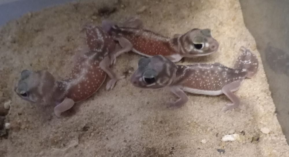 Gecko Nephrurus levis pilbarensis m&acirc;les et femelles 250 93500 Pantin