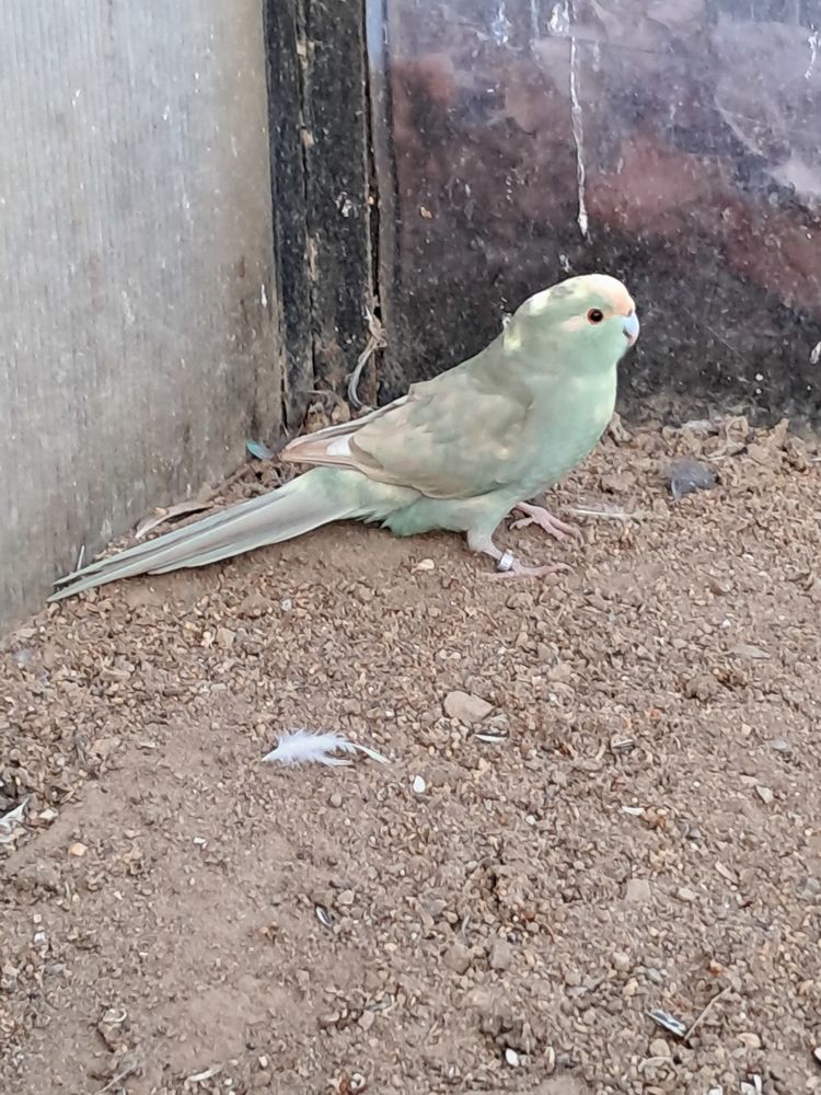 Couple de kakariki 90 07100 Boulieu-l�s-annonay