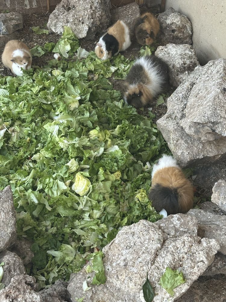 cochon d'inde 10 13310 Saint-martin-de-crau