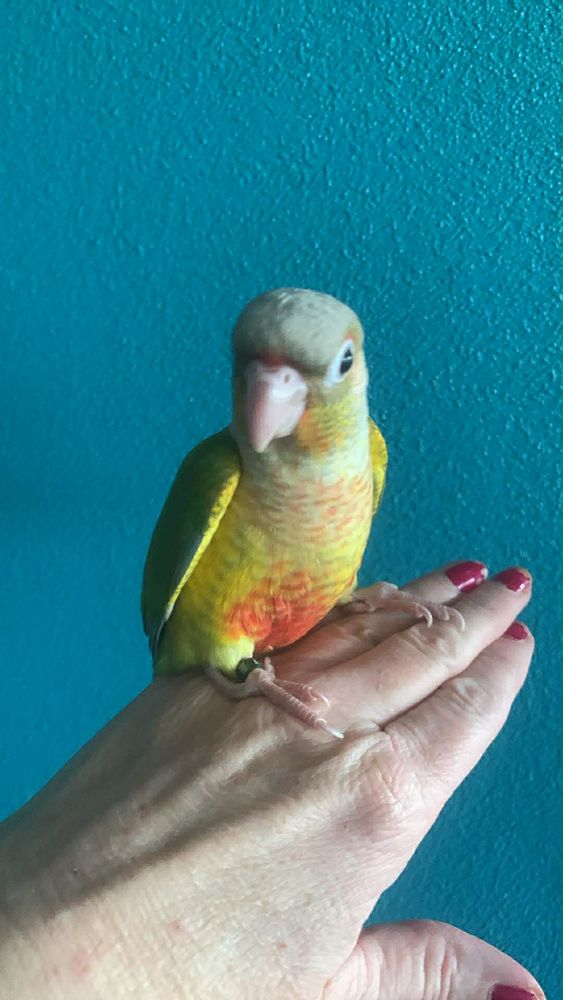 Conure EAM 180 60700 Pont-sainte-maxence
