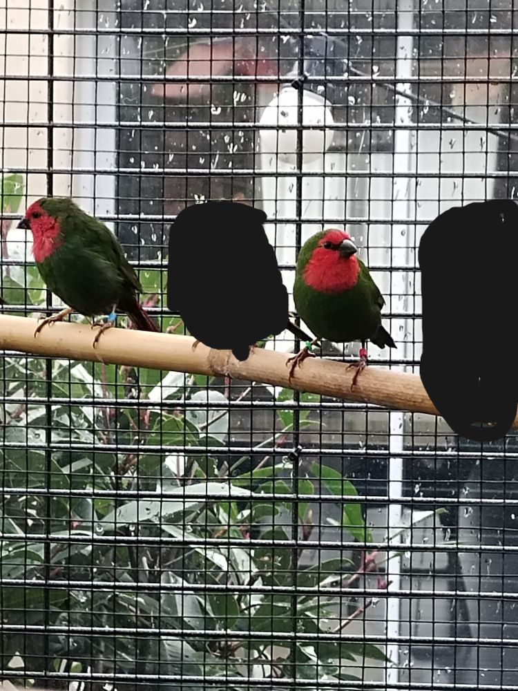 Pape de Noum&eacute;a 45 60140 Labruy�re