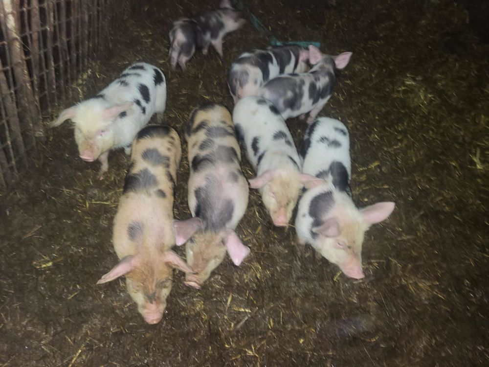 Porcelets 80 50390 Saint-sauveur-le-vicomte