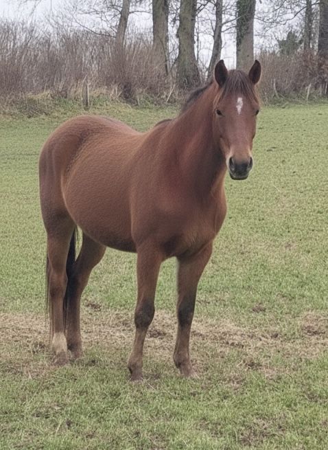 ponette alezan 4500 14380 Courson