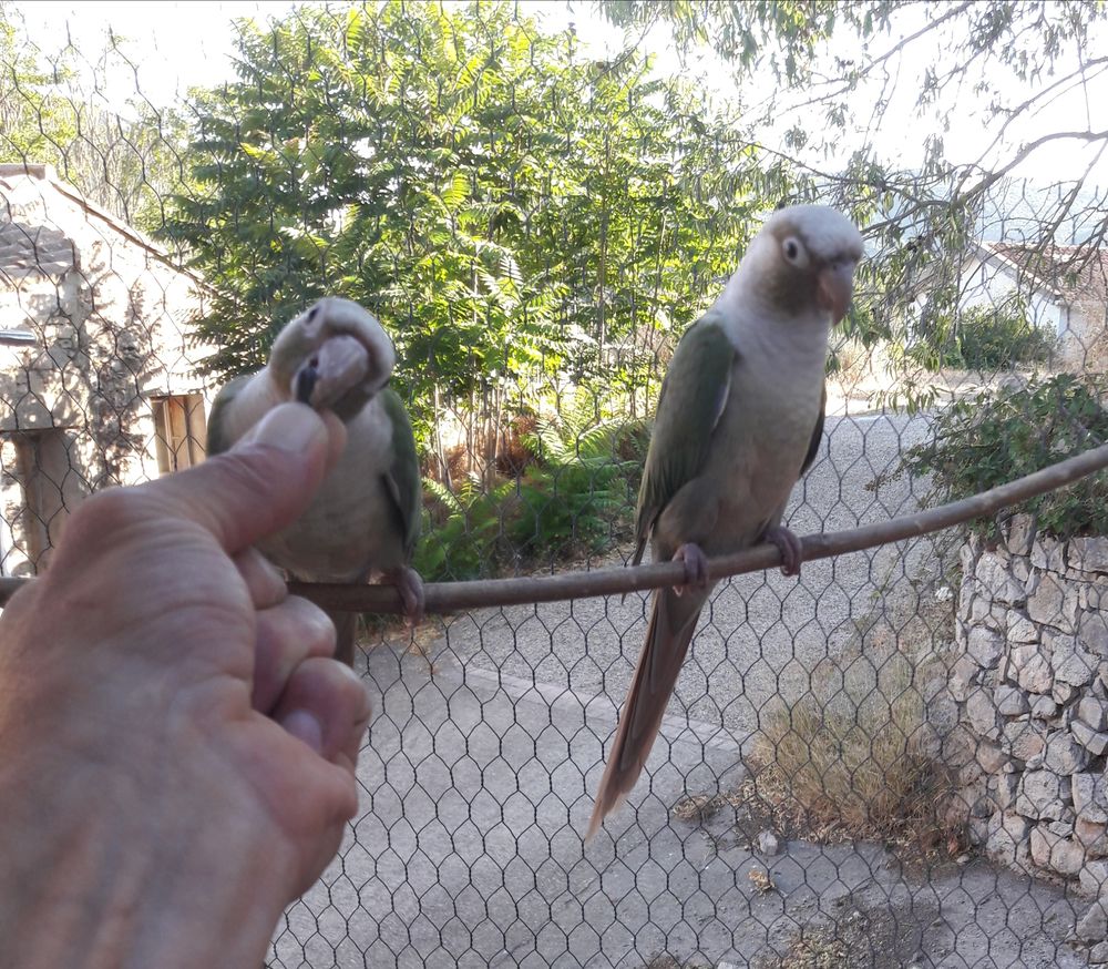 2 m&acirc;les bleu de 2024 
90 66460 Maury