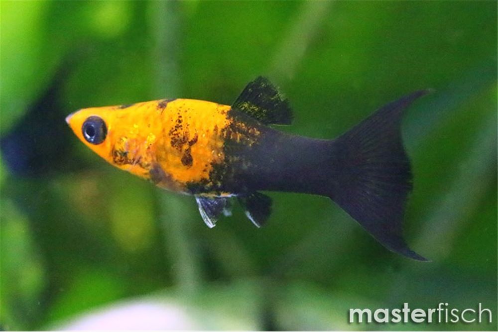 Don de 6 mollys (poissons exotiques) 0 63400 Chamali�res