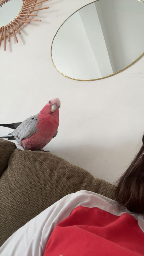 Recherche m&acirc;le rosalbin 0 13210 Saint-r�my-de-provence