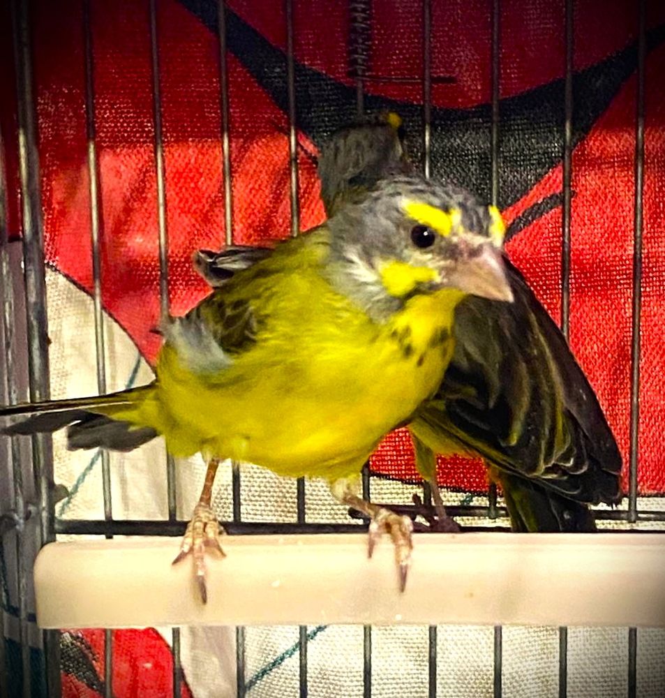 C&egrave;de 2 femelles et un m&acirc;le Serins du Mozambique. 90 65460 Bazet