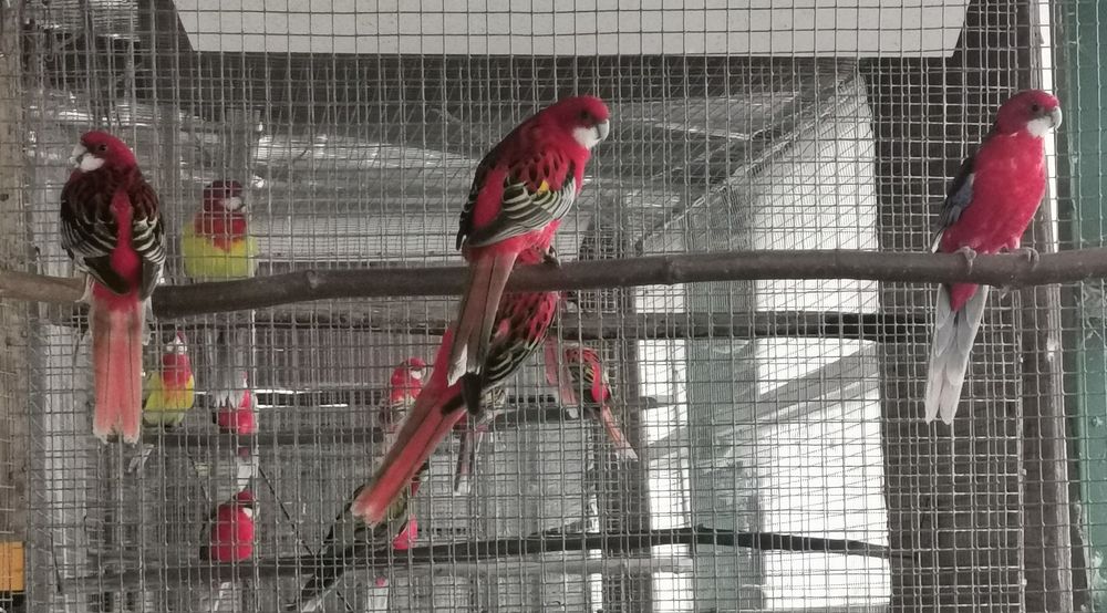 Omnicolore 70 40230 Josse