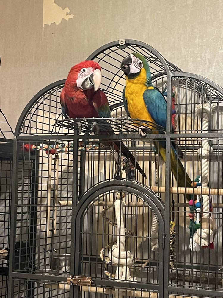 Ara Ararauna et Chloroptere 3200 91410 Dourdan