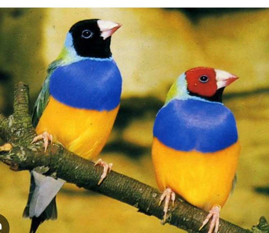 recherche couple de gould 0 34450 Vias