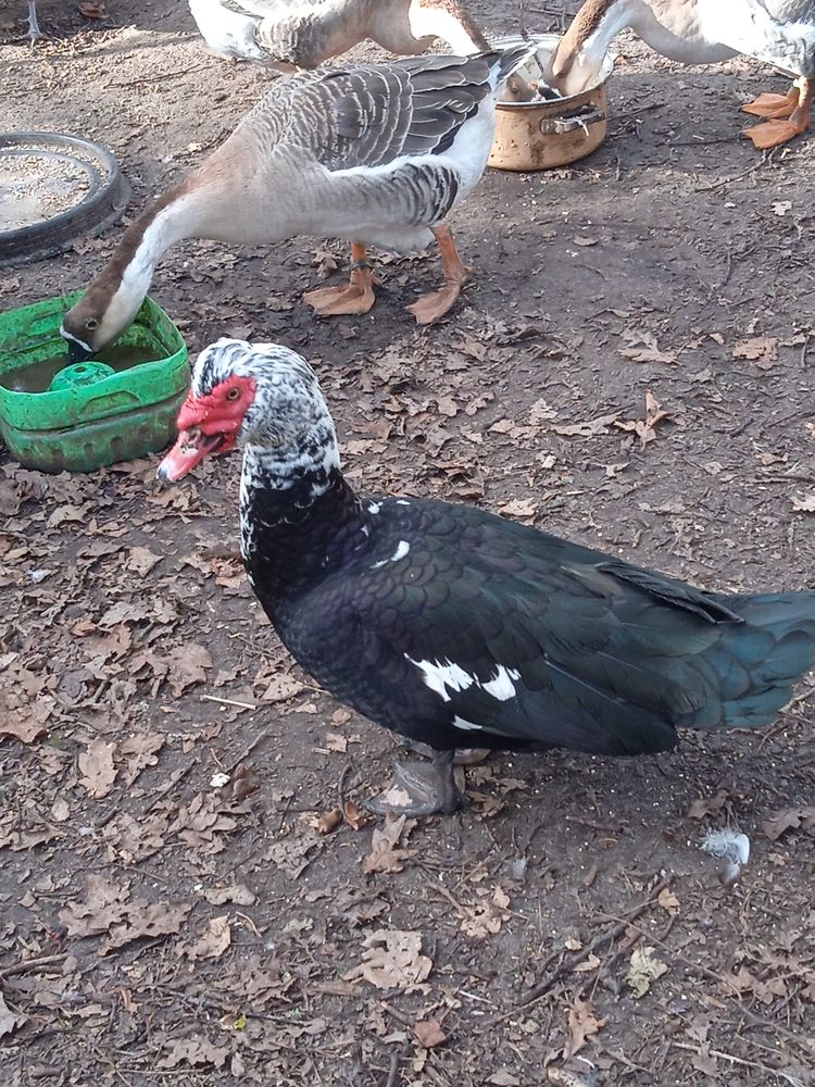 canards +coqs de ra&ccedil;e 25 60270 Gouvieux