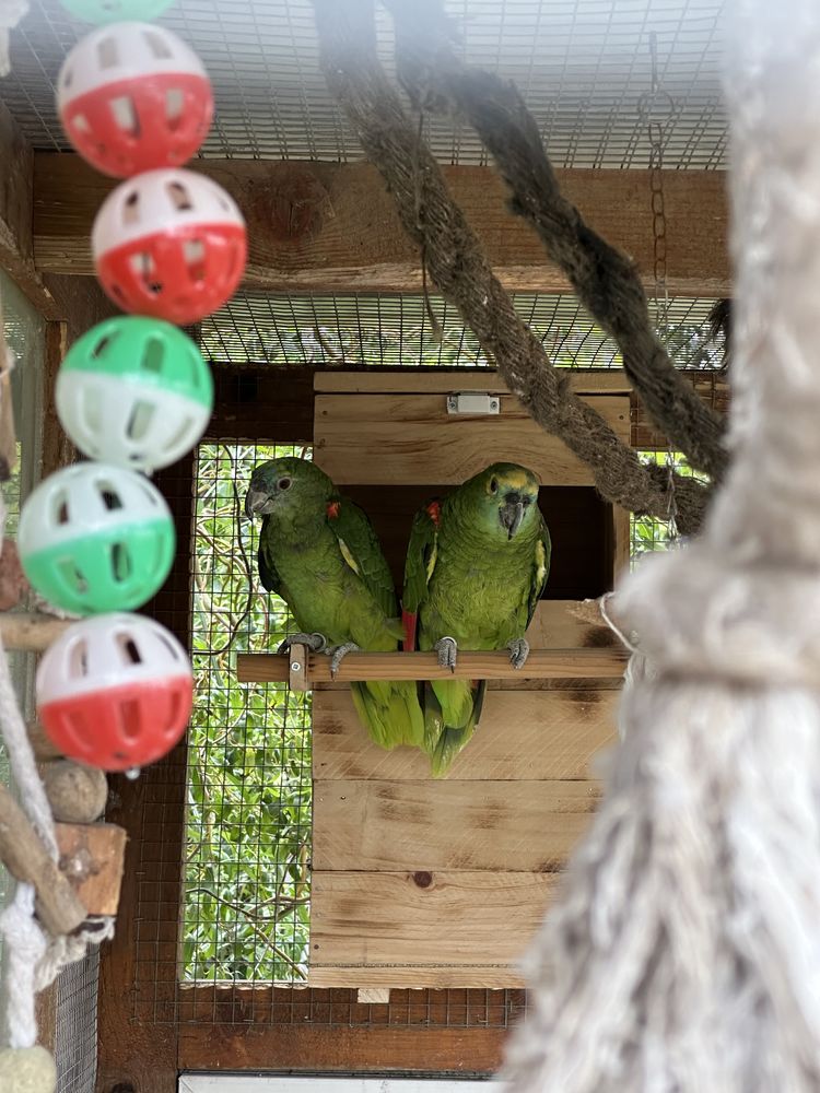 couple d'amazone 1200 31380 Montastruc-la-conseill�re