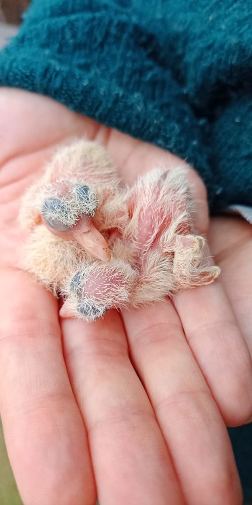 Colombe panach&eacute; 20 71190 �tang-sur-arroux