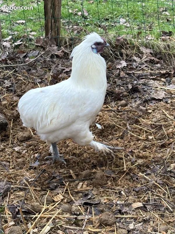 Coq easter egger 20 77670 Vernou-la-celle-sur-seine