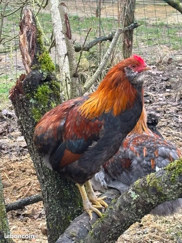 Coq olive egger (marans x araucana) 20 77670 Vernou-la-celle-sur-seine