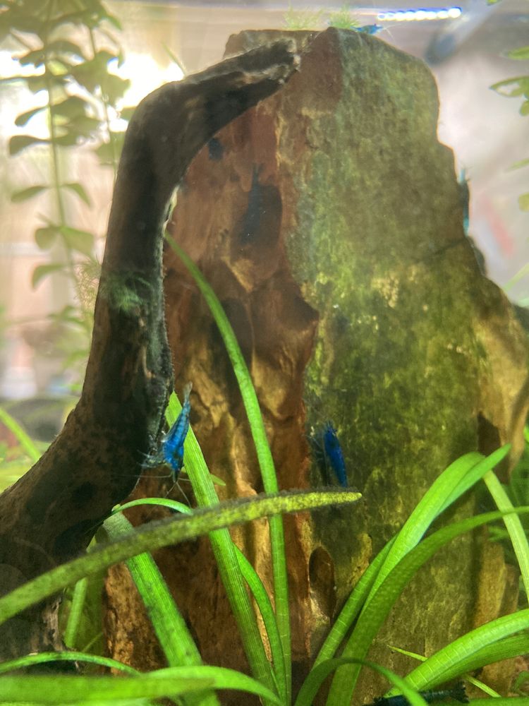 Crevettes aquarium 3 35160 Montfort-sur-meu