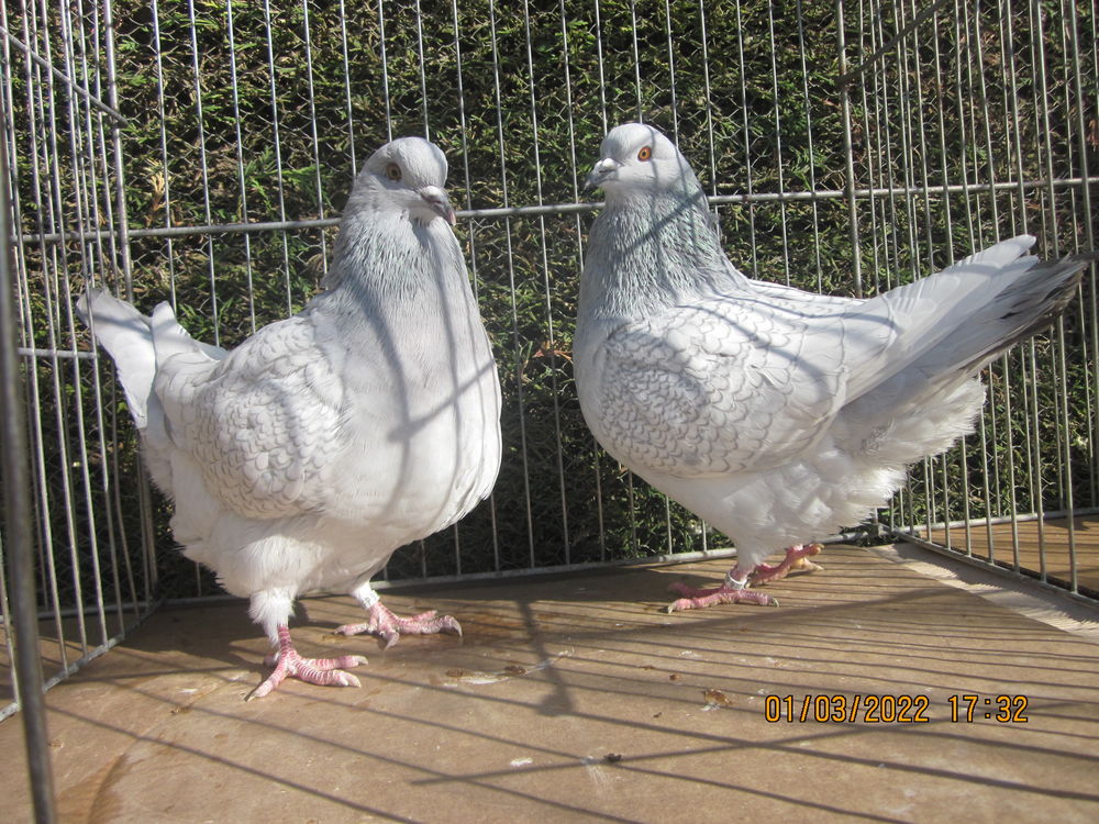 Pigeon pure race 50 32600 L'isle-jourdain